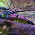 Sea Life Aquarium 15