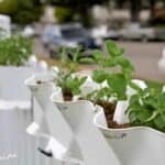 container gardening 1