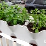 vegetable garden 1