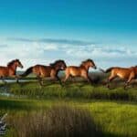 Family Friendly Activities in North Carolina