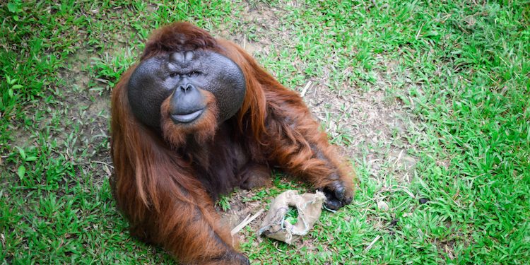 Orangutan