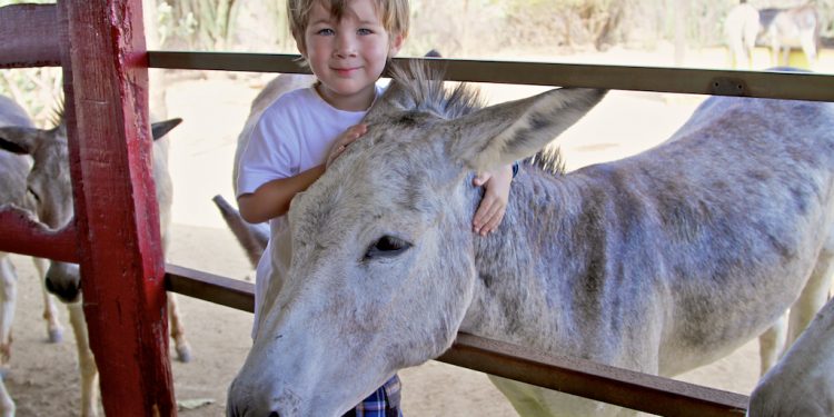 donkey sanctuary aruba