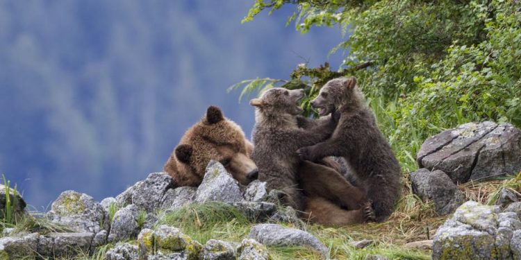 bears5346e4a9f2480