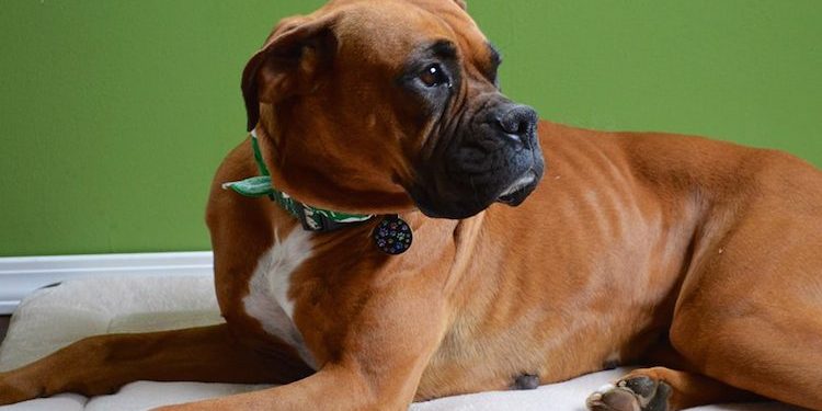 Dog Boxer