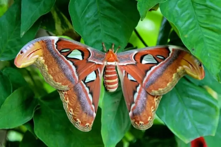 aruba butterfly farm giant moth 1