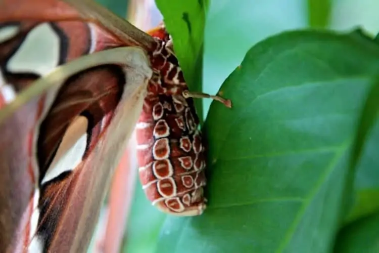 aruba butterfly farm giant moth 2