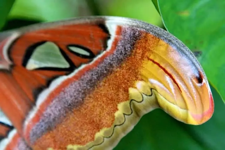 aruba butterfly farm giant moth 3