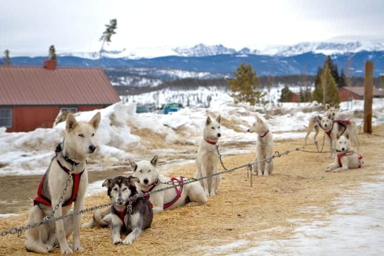 dog sledding in colorado dog sledding colorado