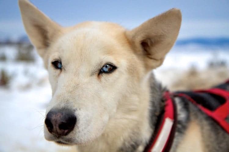 dog sledding near denver colorado