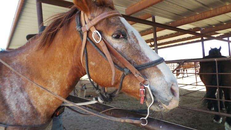 horseback riding in arizona 14