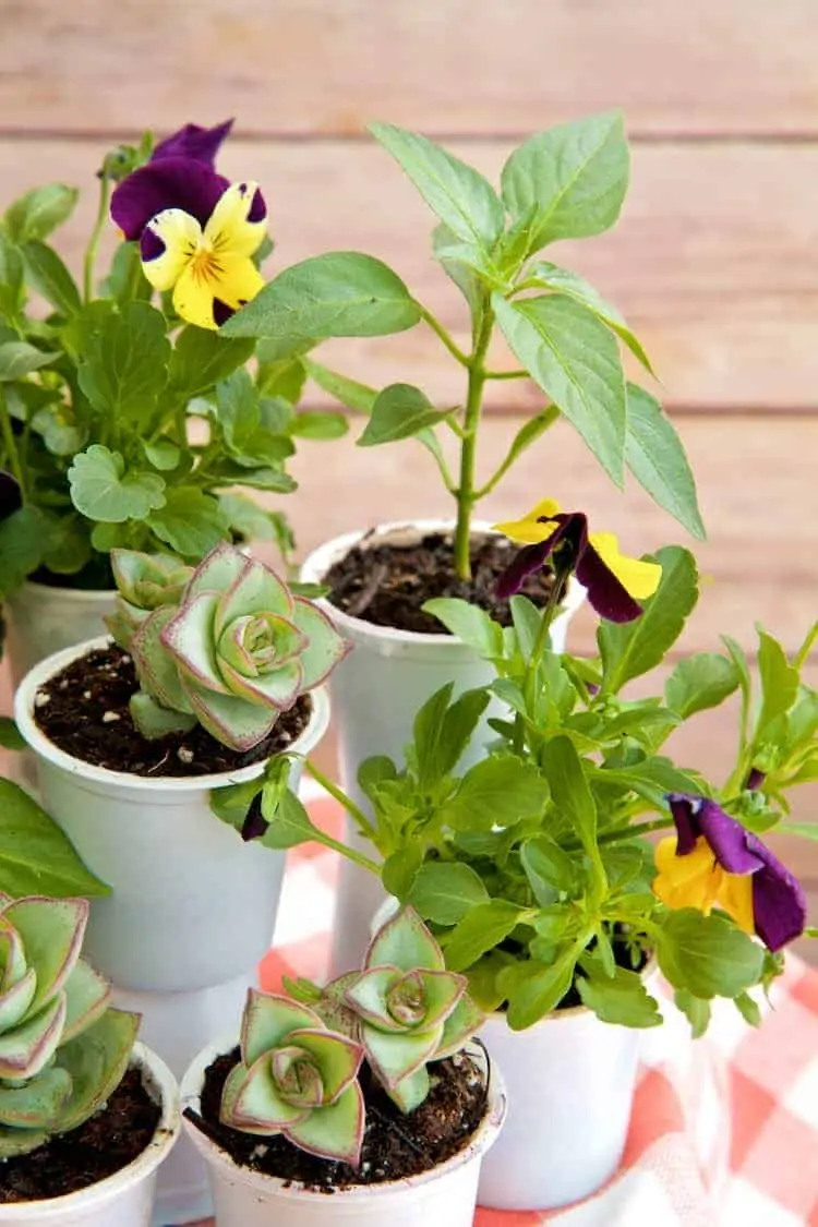 k cup planters 2
