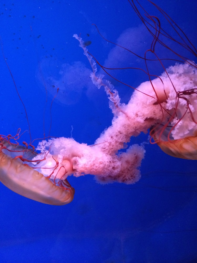sea life aquarium Mall of America 2