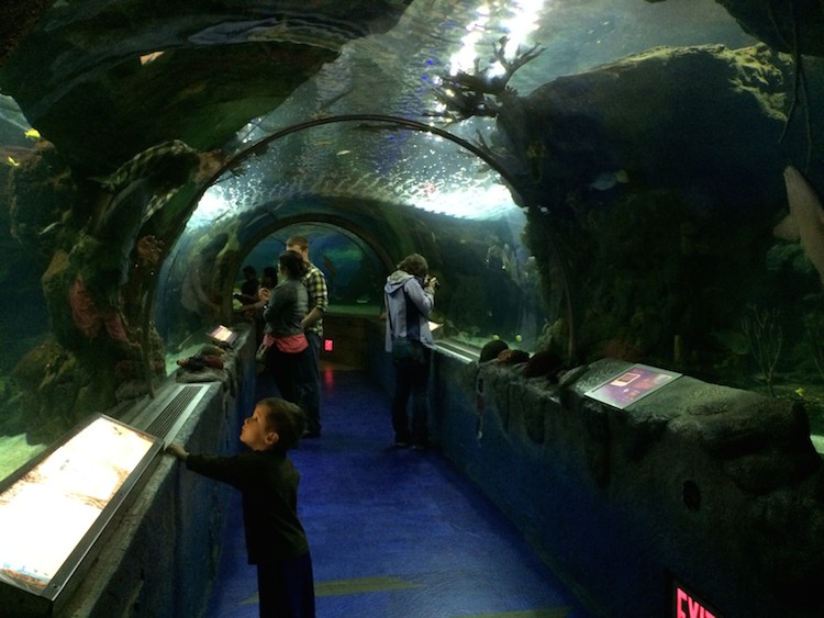 sea life aquarium Mall of America 3