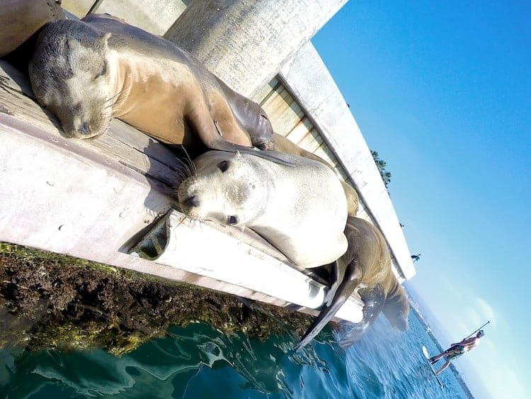 stand up paddle board southern California sup