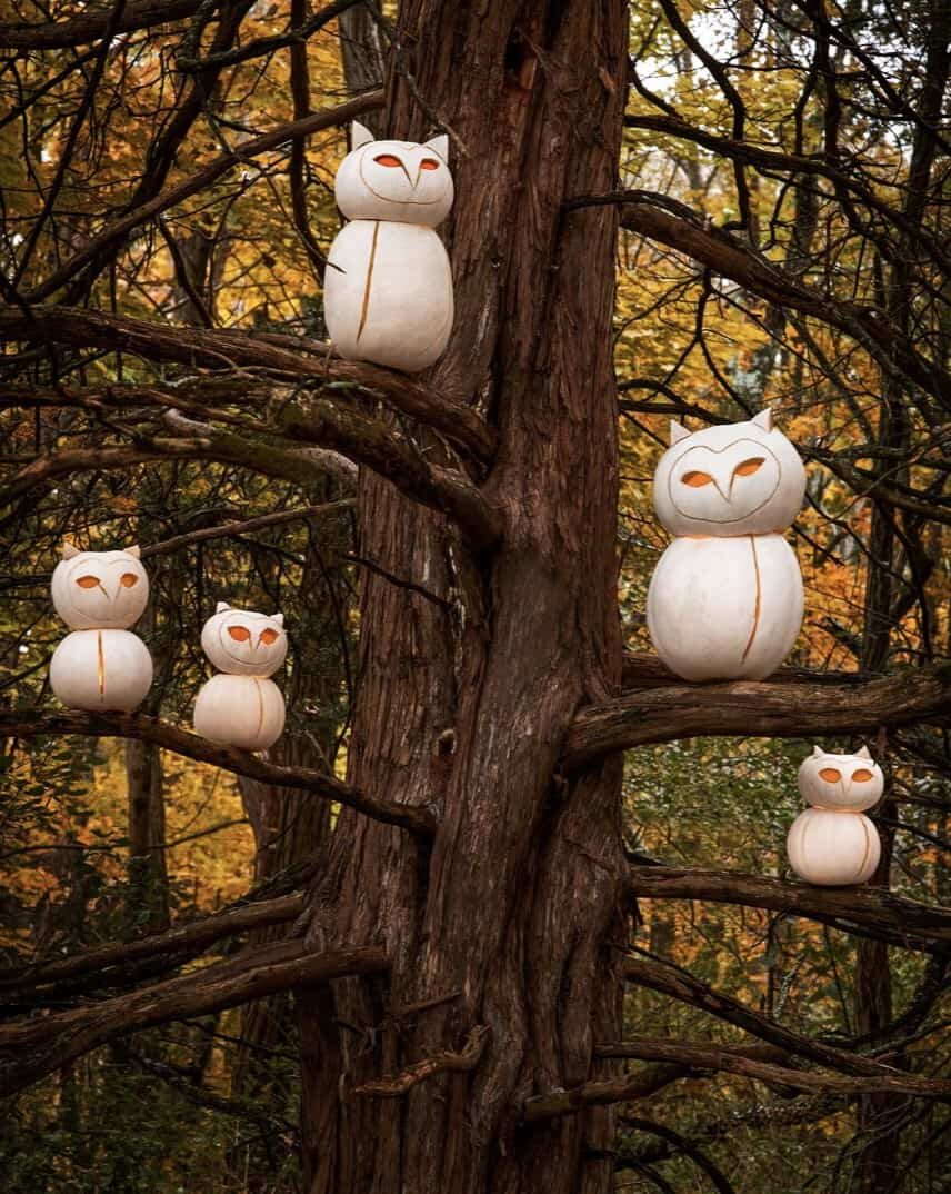 jack o lantern owls