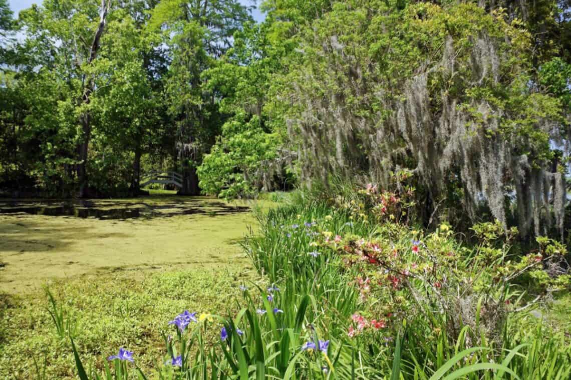 Magnolia Plantation and Gardens Charleston SC -  - A Local’s Guide to Charleston SC
