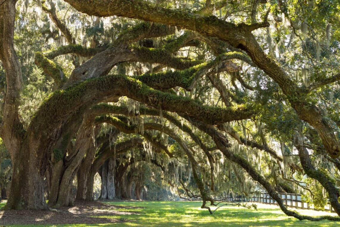 Oaks Avenue Charleston SC - - A Local’s Guide to Charleston SC