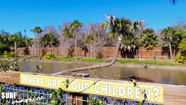 wild florida airboat rides