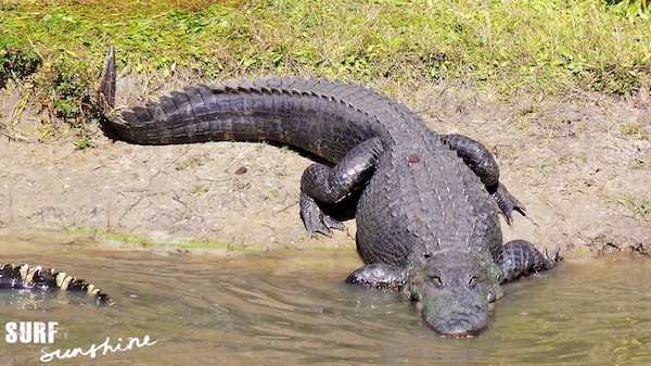 wild florida airboat rides