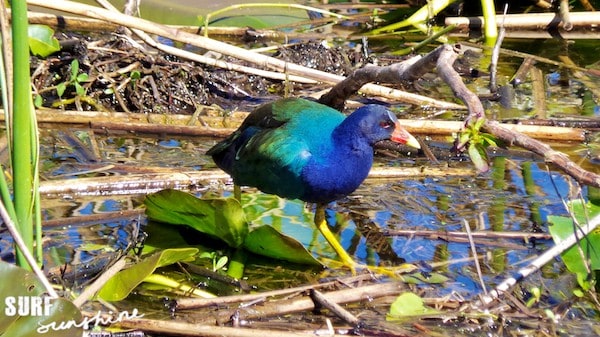 wild florida airboat rides