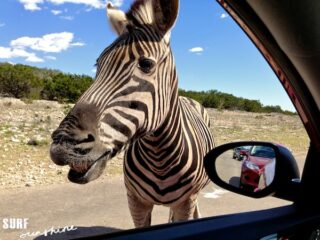 Natural Bridge Wildlife Ranch