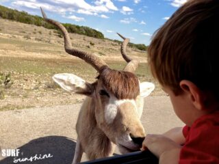 Natural Bridge Wildlife Ranch