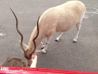 Natural Bridge Wildlife Ranch