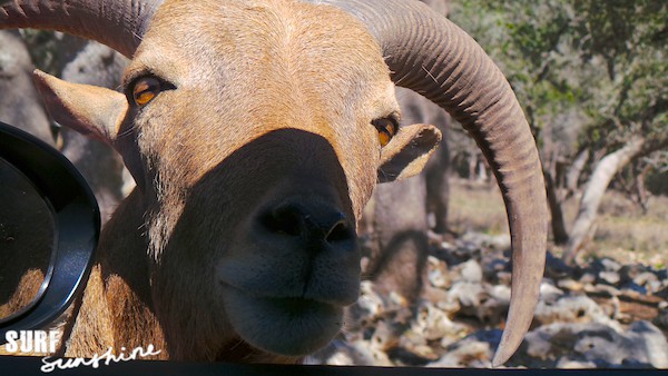 Who Wants To Go On A Texas Style African Wildlife Safari? Who Wants To Go On A Texas Style African Wildlife Safari?