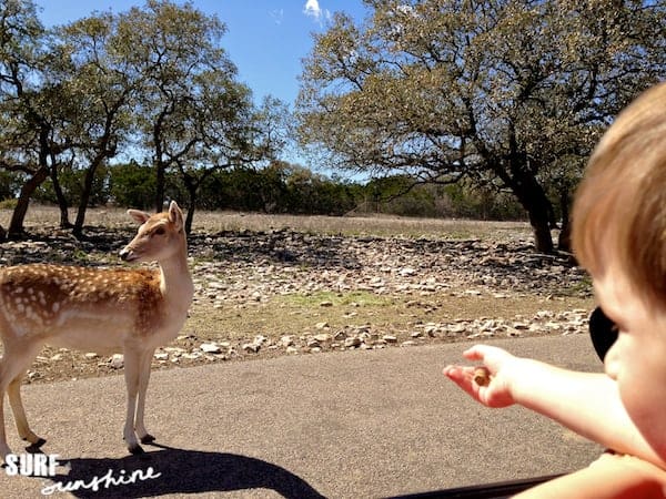 Natural Bridge Wildlife Ranch 3