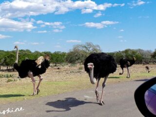 Natural Bridge Wildlife Ranch