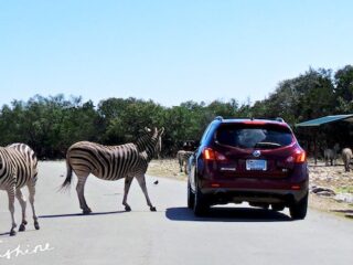 Natural Bridge Wildlife Ranch