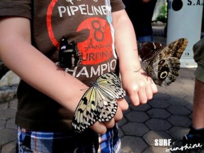 san antonio zoo butterfly exhibit