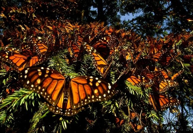 Butterflies Are A Natural Beauty: Wings Of Life disneynature