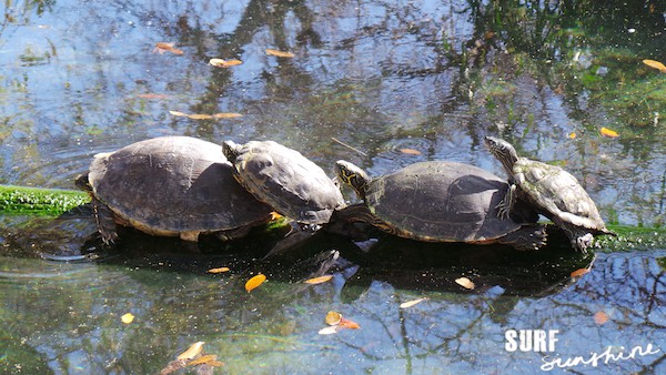 San Antonio Zoo 10