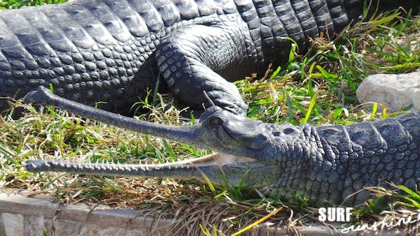 San Antonio Zoo 15