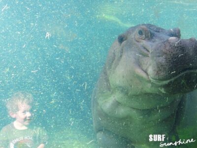 San Antonio Zoo