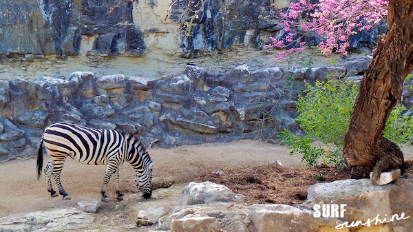 San Antonio Zoo 8