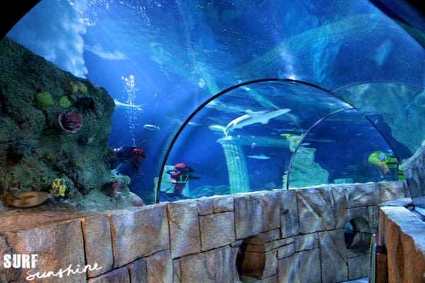 Sea Life Aquarium 8