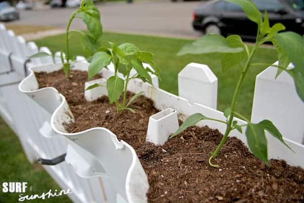 container gardening 4