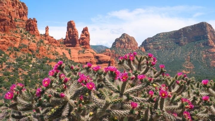 sedona red rocks cactus flowers