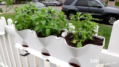 vegetable garden