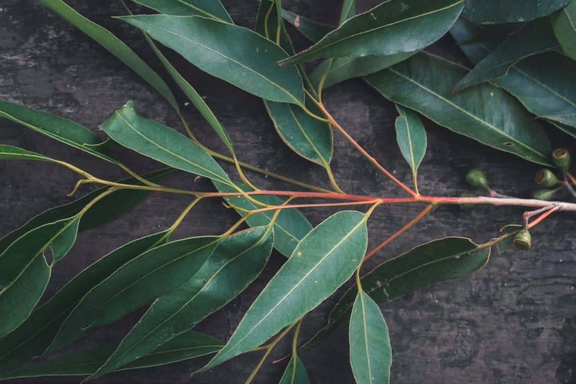 eucalyptus leaves