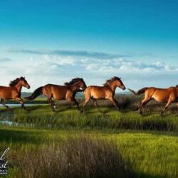The Wild Spanish Mustangs of North Carolina Appear Straight From a Book