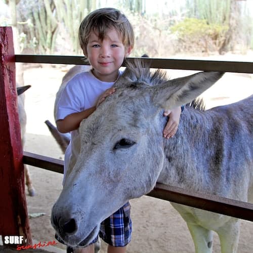 aruba donkey sanctuary