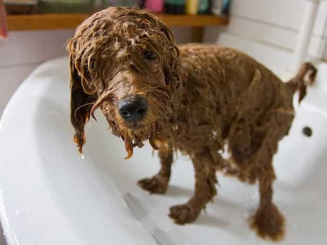 Is There Any Smell Worse Than Wet Dog? Photo credit: tianxiaozhang