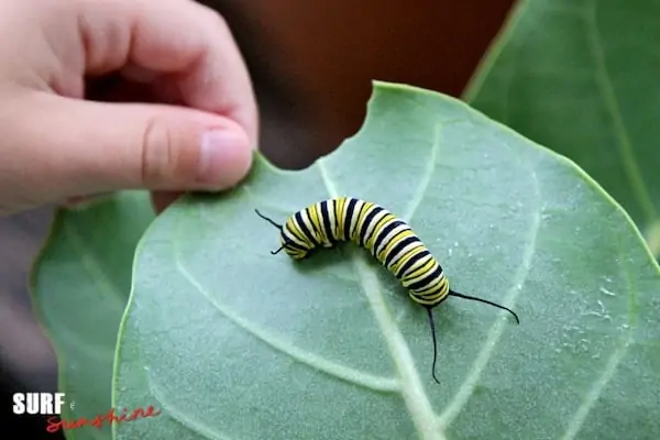 aruba butterfly farm - monarch butterfly caterpillar