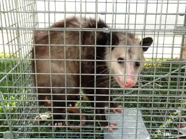 Opossum