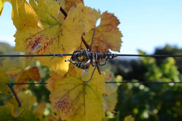 holman ranch carmel valley vineyard