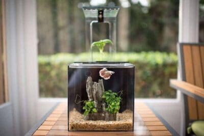 Desktop DIY Aquaponic Gardening