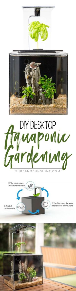 The EcoQube: Desktop DIY Aquaponic Gardening with Fish